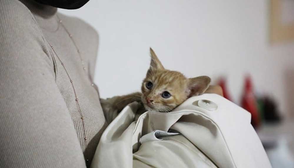 İtfaiyeden kedi kurtarma operasyonu!