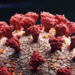 Japonya'da yeni Covid-19 varyantı tespit edildi