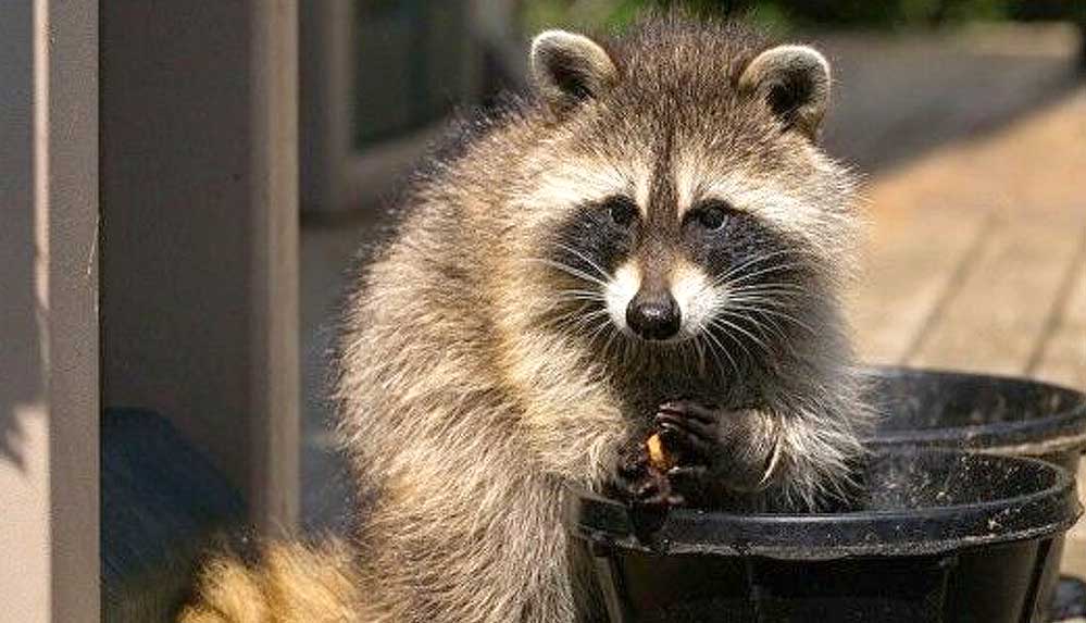 Kanada'da rakun saldırıları son bir yılda yüzde 60 artınca yetkililer uyardı: "Rakunları beslemeyin" 5 Kanada'da-rakun-saldırıları-son-bir-yılda-yüzde-60-artınca-yetkililer-uyardı--'Rakunları-beslemeyin'-1