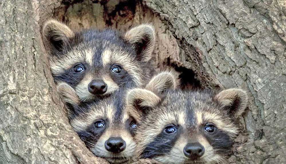 Kanada'da rakun saldırıları son bir yılda yüzde 60 artınca yetkililer uyardı: "Rakunları beslemeyin"