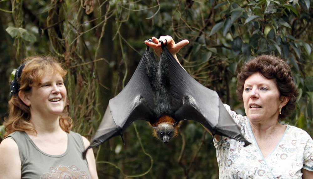 'Mega-yarasalar',-Avustralya'da-hayatı-zorlaştırıyor