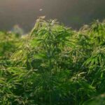 Meksika’da esrar yasağı kaldırılıyor