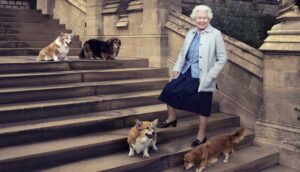 Morali bozulan Kraliçe II. Elizabeth'e iki köpek yavrusu getirildi
