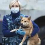 Narkotik köpekleri, Covid-19 vakalarını testlerden bir hafta önce tespit edebiliyor 5 Narkotik köpekleri, Covid-19 vakalarını testlerden bir hafta önce tespit edebiliyor