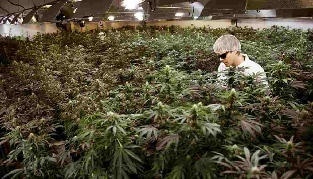 New York'ta esrar kullanımı yasallaşıyor