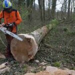 Notre Dame için 230 yıllık meşe ağaçlarını kestiler