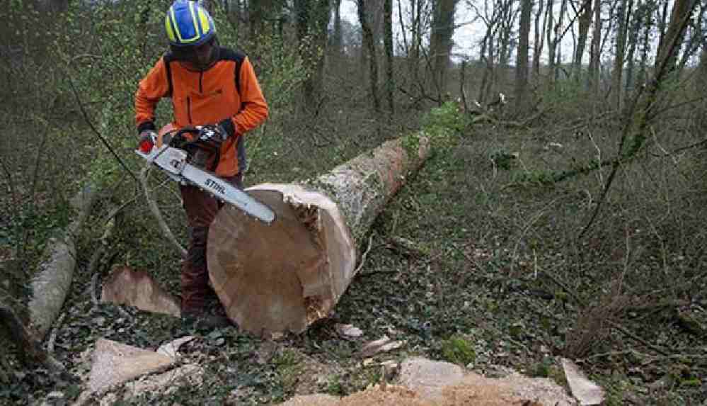 Notre Dame için 230 yıllık meşe ağaçlarını kestiler
