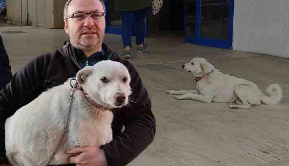'Pamuk' kalp krizi geçiren sahibini 14 gün hastane kapısında bekledi