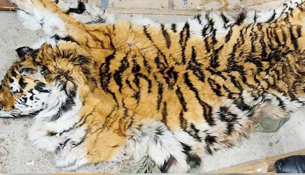 Rusya'da-yaşayan-600-Sibirya-kaplanından-biri-daha-öldürüldü