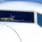 Saldırgan kedi pilotlara acil iniş yaptırdı