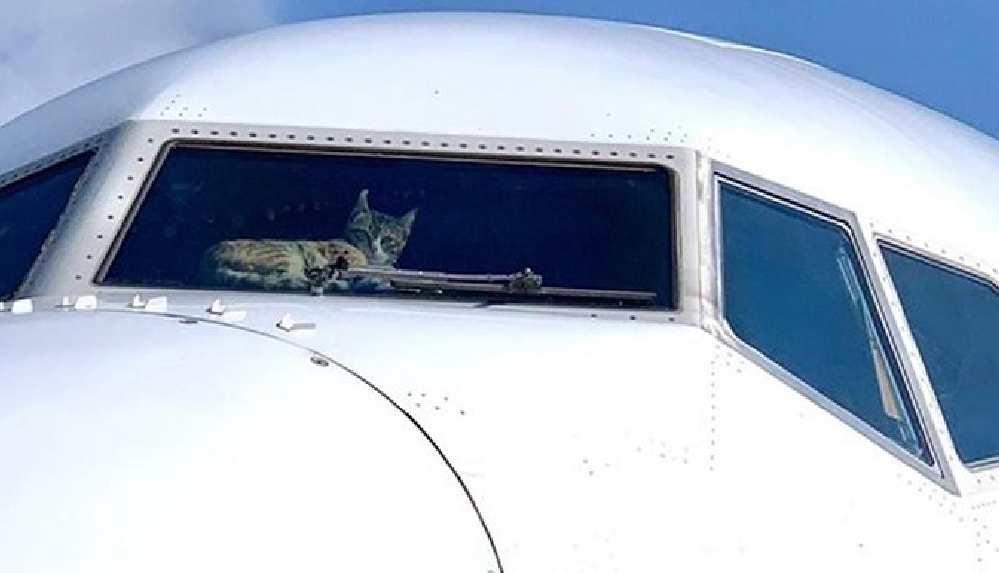 Saldırgan kedi pilotlara acil iniş yaptırdı