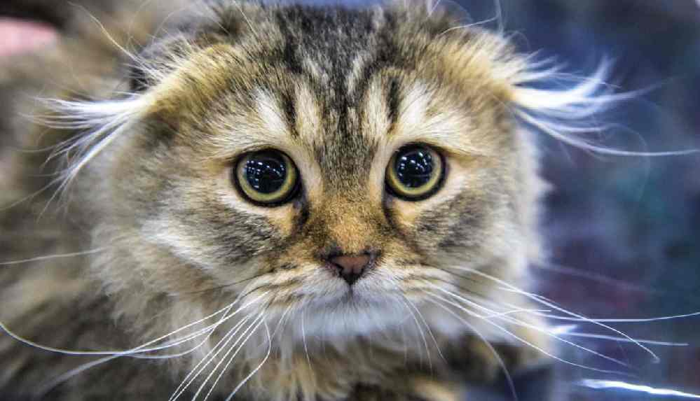 Yavru kediyi streç filme sarıp fotoğrafını paylaşan kişi tutuklandı