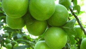Yeşil-Erik-ne-zaman-çıkar--Yeşil-Erik-mevsimi-ne-zaman---2