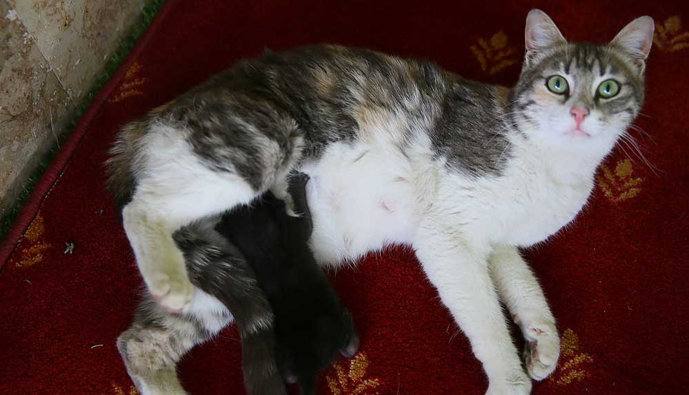 Anne kedi ile minik yavrusuna mescit 'yuva' oldu