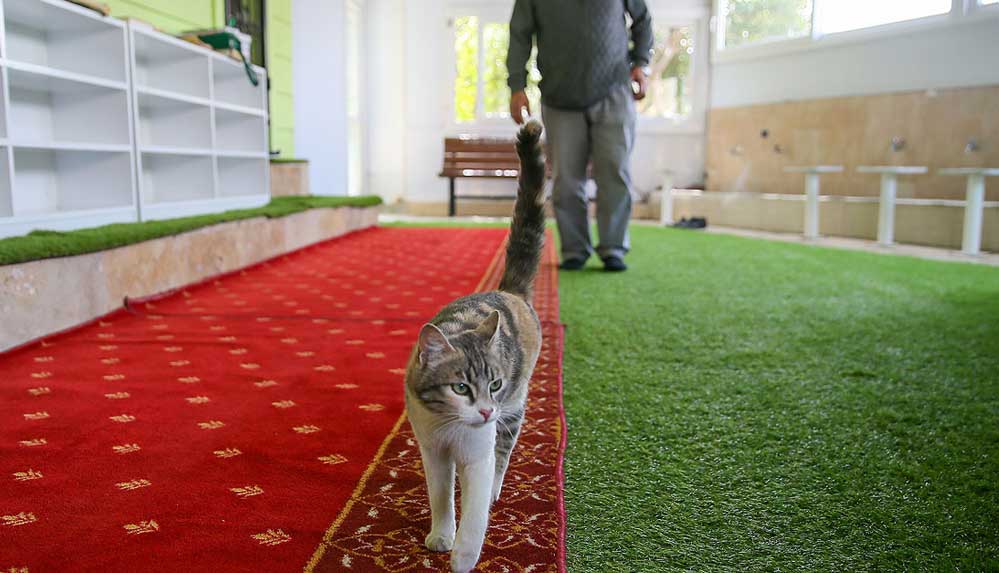 Anne kedi ile minik yavrusuna mescit 'yuva' oldu