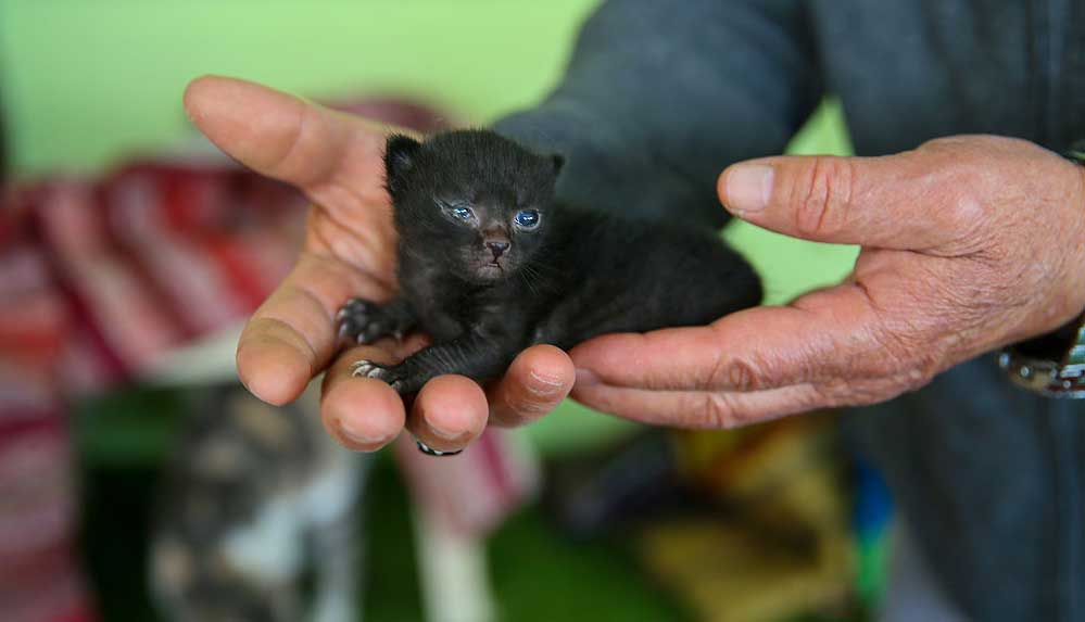 Anne kedi ile minik yavrusuna mescit 'yuva' oldu