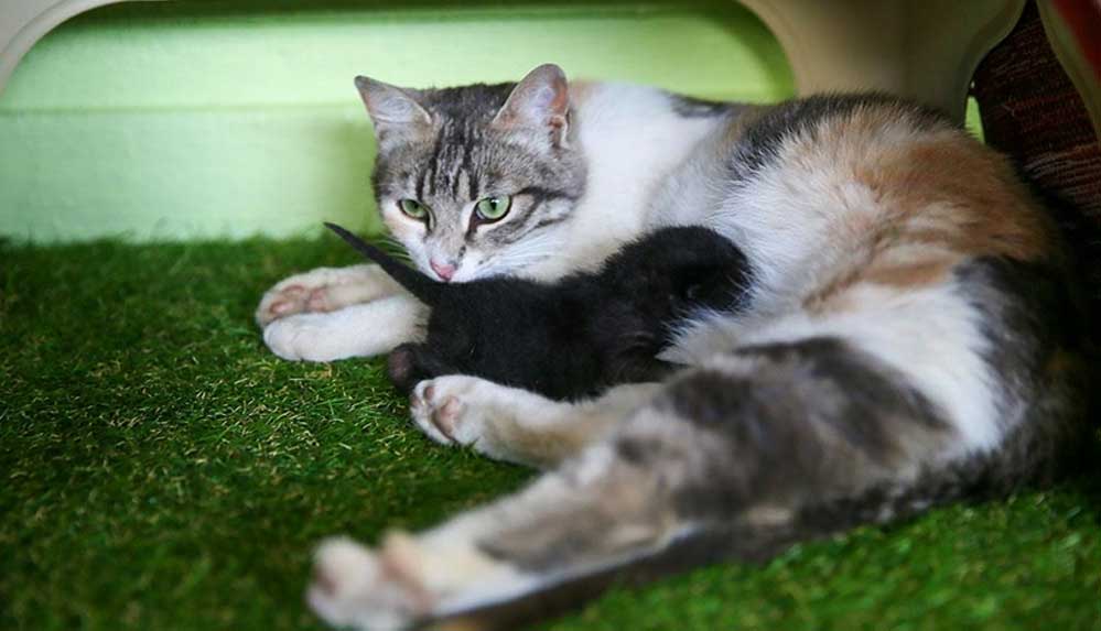 Anne-kedi-ile-minik-yavrusuna-mescit-'yuva'-oldu