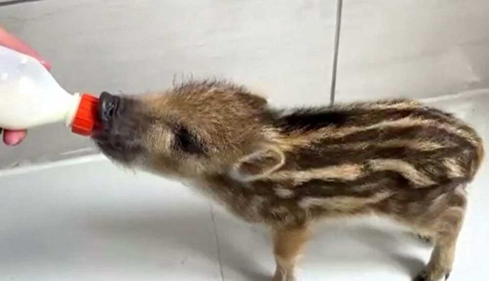 Annesi ölen yaban domuzu, biberonla beslenerek hayata tutundu 4 Annesi-ölen-yaban-domuzu,-biberonla-beslenerek-hayata-tutundu