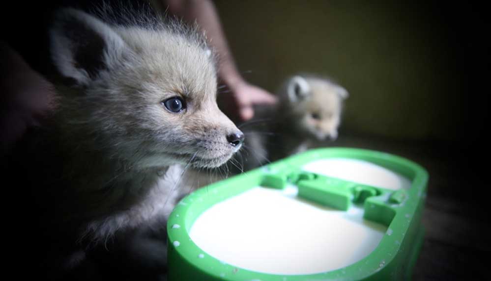 Annesiz kalan tilki yavrularına rehabilitasyon merkezinde şefkatle bakılıyor