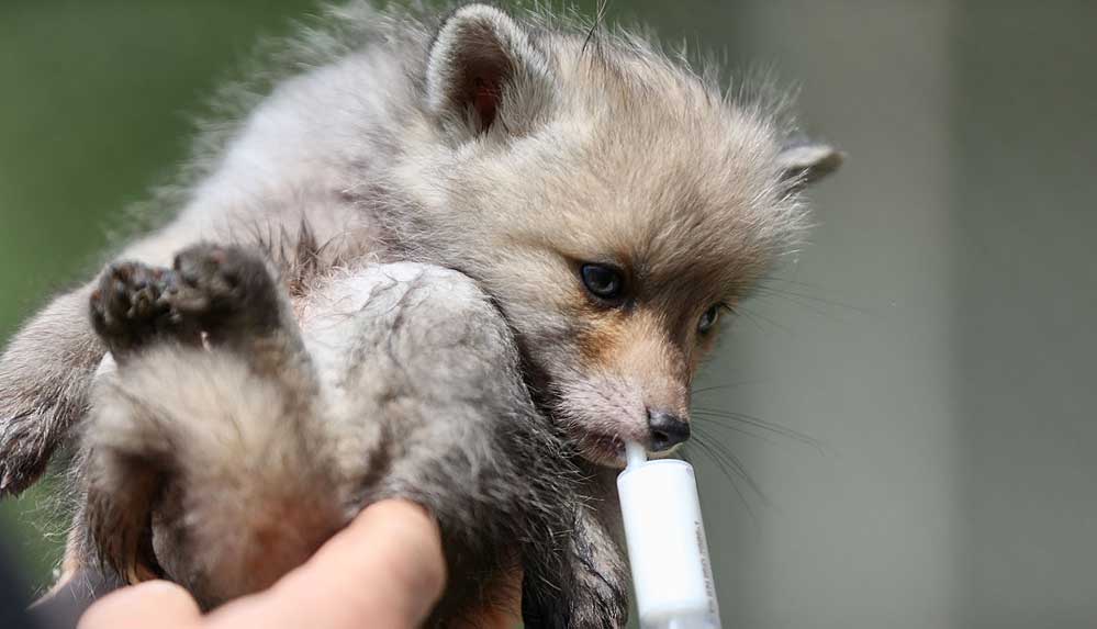 Annesiz kalan tilki yavrularına rehabilitasyon merkezinde şefkatle bakılıyor