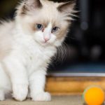 Bir kedi Covid-19 sebebiyle hayatını kaybetti