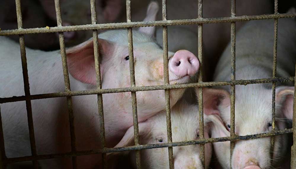 Çin’de bir çiftlikte Afrika domuz ateşi tespit edildi