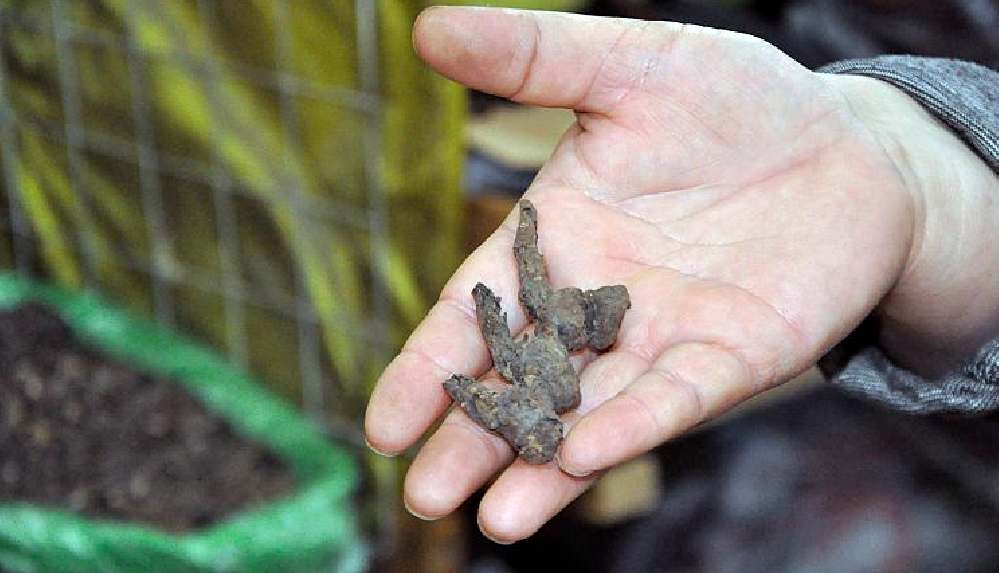 Covid-19 tedavisinde, 'Akonitin kökü' kullanılmaya başlandı