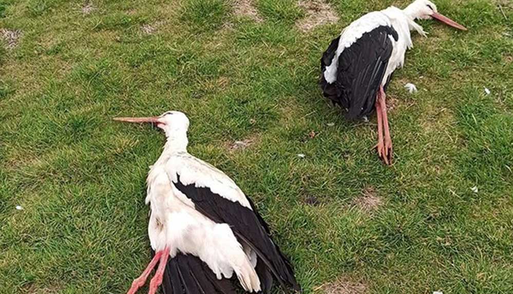 Denizli'de tüfekle vurulmuş 2 leylek ölü bulundu 4 Denizli'de-tüfekle-vurulmuş-2-leylek-ölü-bulundu