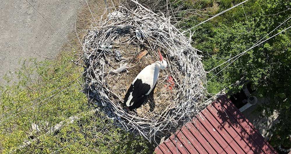 Erzincan'da köylülerin özel misafiri leylekler 17 yıldır aynı yuvada kuluçkaya yatıyor