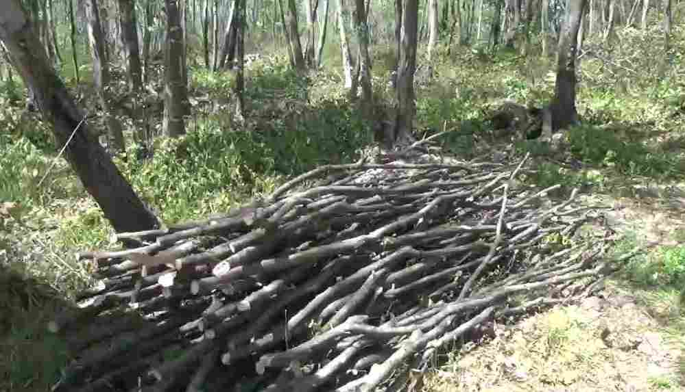 Fatsa'da ağaç kıyımı! Kesilen ağaç sayısı 300'ü buldu