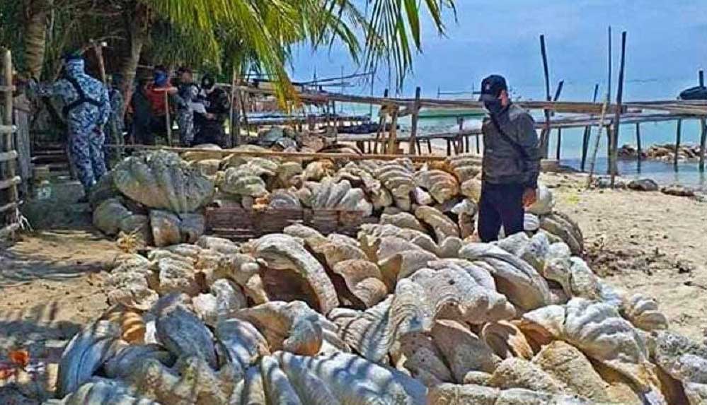 Filipinler'de-25-milyon-dolar-değerindeki-midye-kabuklarına-el-konuldu