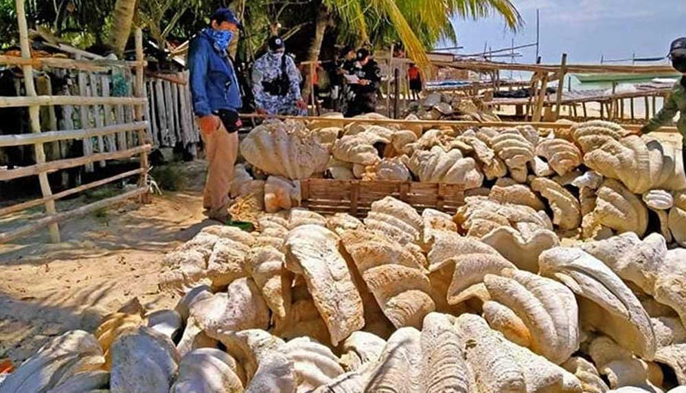 Filipinler'de 25 milyon dolar değerindeki midye kabuklarına el konuldu