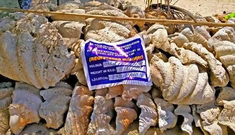 Filipinler'de 25 milyon dolar değerindeki midye kabuklarına el konuldu