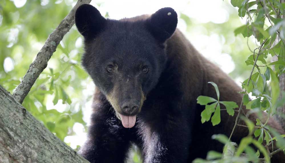 Gizemli-hastalık-yüzünden-ayılar-köpek-gibi-davranmaya-başladı
