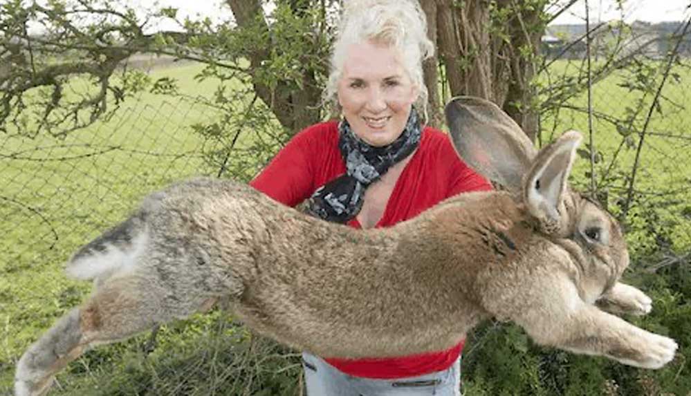 Guinness Rekorlar Kitabı tarafından tescillenen dünyanın en iri tavşanı çalındı