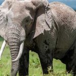 Güney-Afrikalı-kaçak-avcı-fillerin-altında-ezilerek-öldü