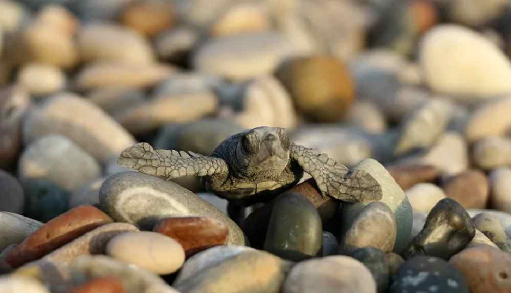 Caretta carettaların yuvalama döneminde işletmecilere 'ışık' ve 'şezlong' uyarısı