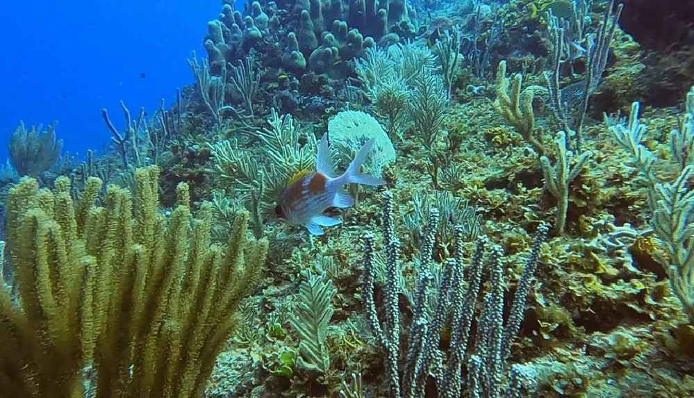 İklim değişikliği deniz canlılarının sayısını yarı yarıya düşürdü