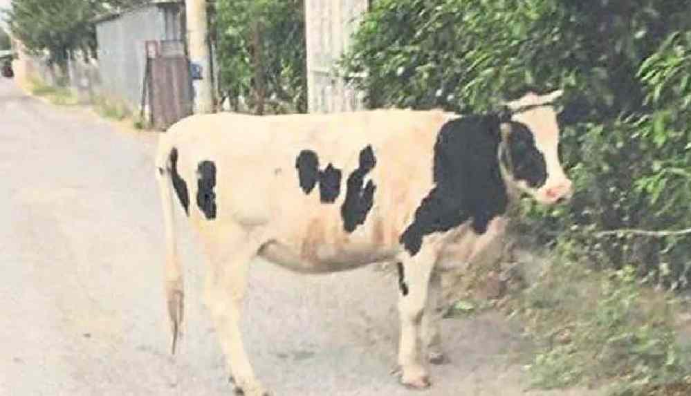 İnek fotoğrafı paylaşıp 'Uzaklaştırma aldırdım, yine de burada' diye yazdı, ceza aldı