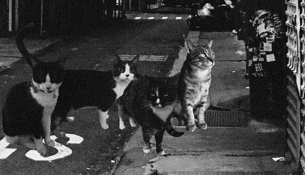 'Kedi-metal'-grubu-Cattera’nın-ilk-şarkısı-yayımlandı