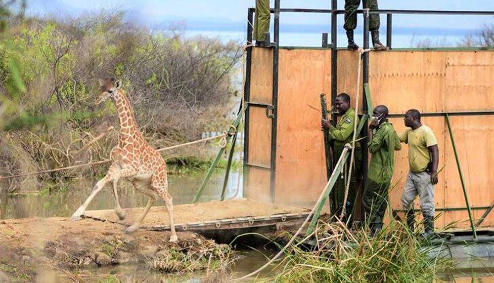 Kenya'daki adada mahsur kalan son anne ve yavru zürafa da kurtarıldı