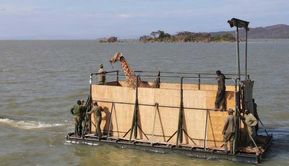 Kenya'daki-adada-mahsur-kalan-son-anne-ve-yavru-zürafa-da-kurtarıldı