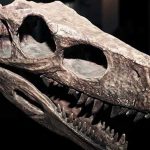 Şili’de-yeni-bir-dinozor-türü-keşfedildi