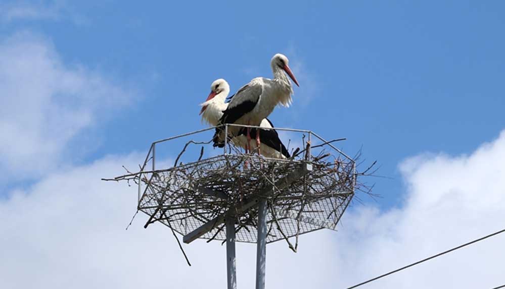 Tekirdağ'da-leylekler,-elektrik-direklerine-konulan-platformlara-yuva-yapmaya-başladı