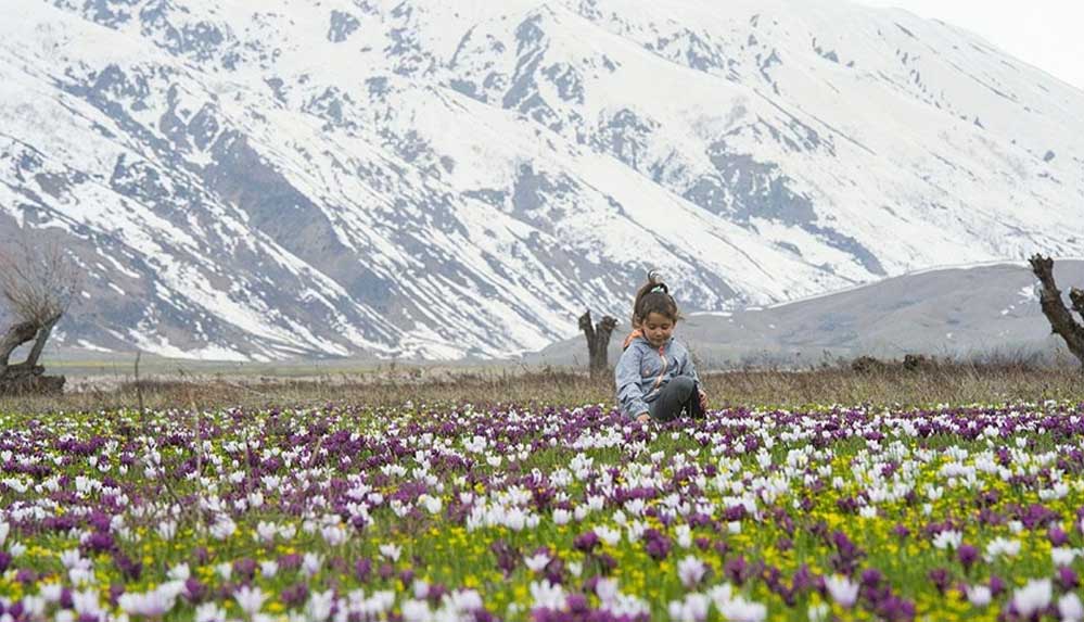 Tunceli'nin ovaları kardelen, nergis ve düğün çiçekleriyle rengarenk oldu 6 Tunceli'nin-ovaları-kardelen,-nergis-ve-düğün-çiçekleriyle-rengarenk-oldu