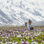 Tunceli'nin-ovaları-kardelen,-nergis-ve-düğün-çiçekleriyle-rengarenk-oldu