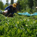 Varlık Fonu'na devredilen Çaykur, 547 milyon lira daha zarar etti