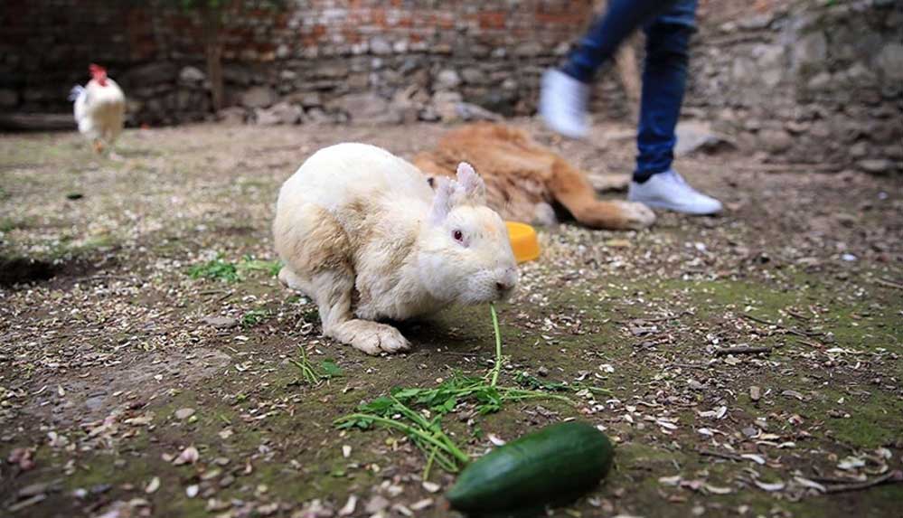 Yaralıyken-sahiplendikleri-tavşanı-hayata-bağladılar