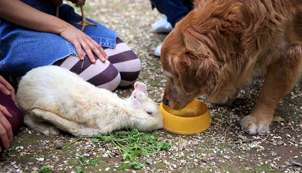 Yaralıyken sahiplendikleri tavşanı yeniden hayata bağladılar