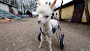 Yavru alpaka 'Marie', doğum sırasında sakat kalmıştı, artık yürüyebiliyor
